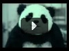 Панда не хуйня!